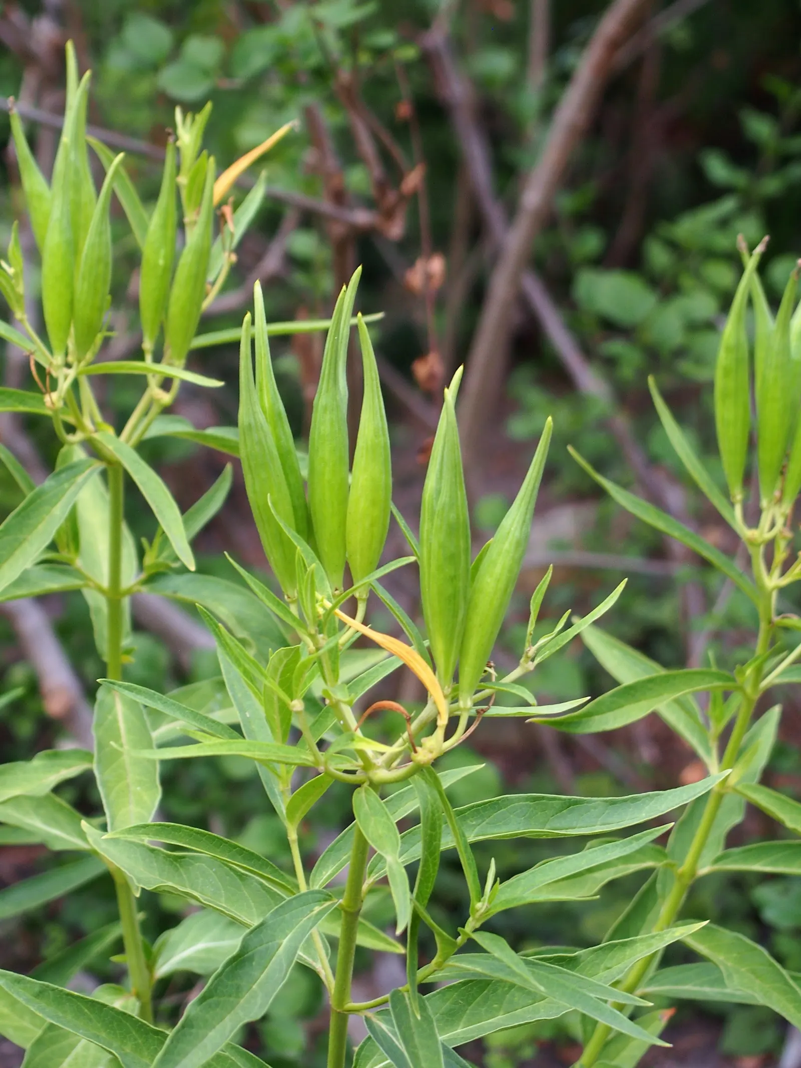 Red Milkweed (Asclepias Incarnata) — displaying lanceolate leaves that grow up to 6 inches long; it is uniquely adaptable to various moisture conditions