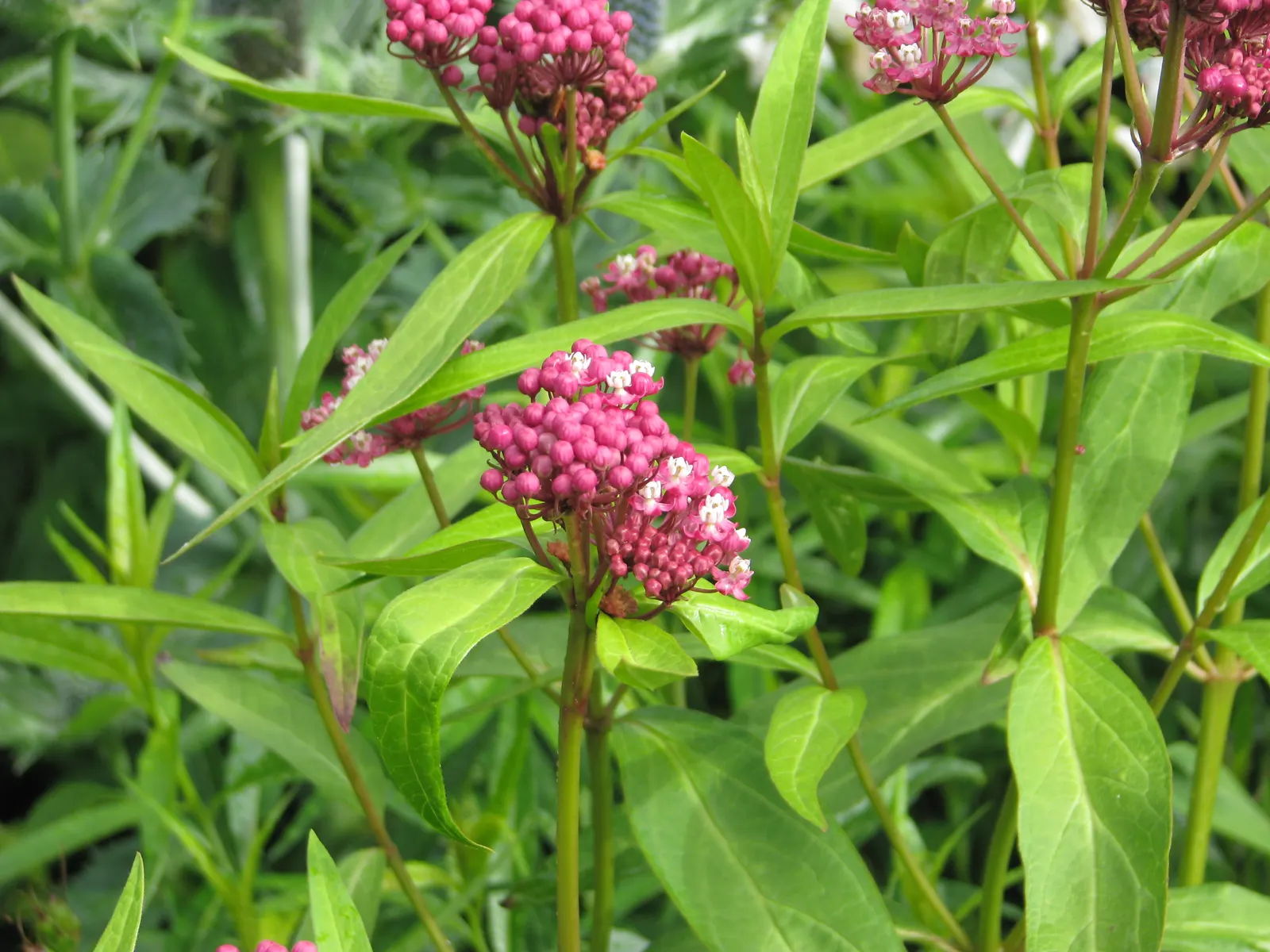 Red Milkweed (Asclepias Incarnata) — celebrated for its vibrant pink to mauve clusters of flowers that bloom from early summer through fall; which bloom from