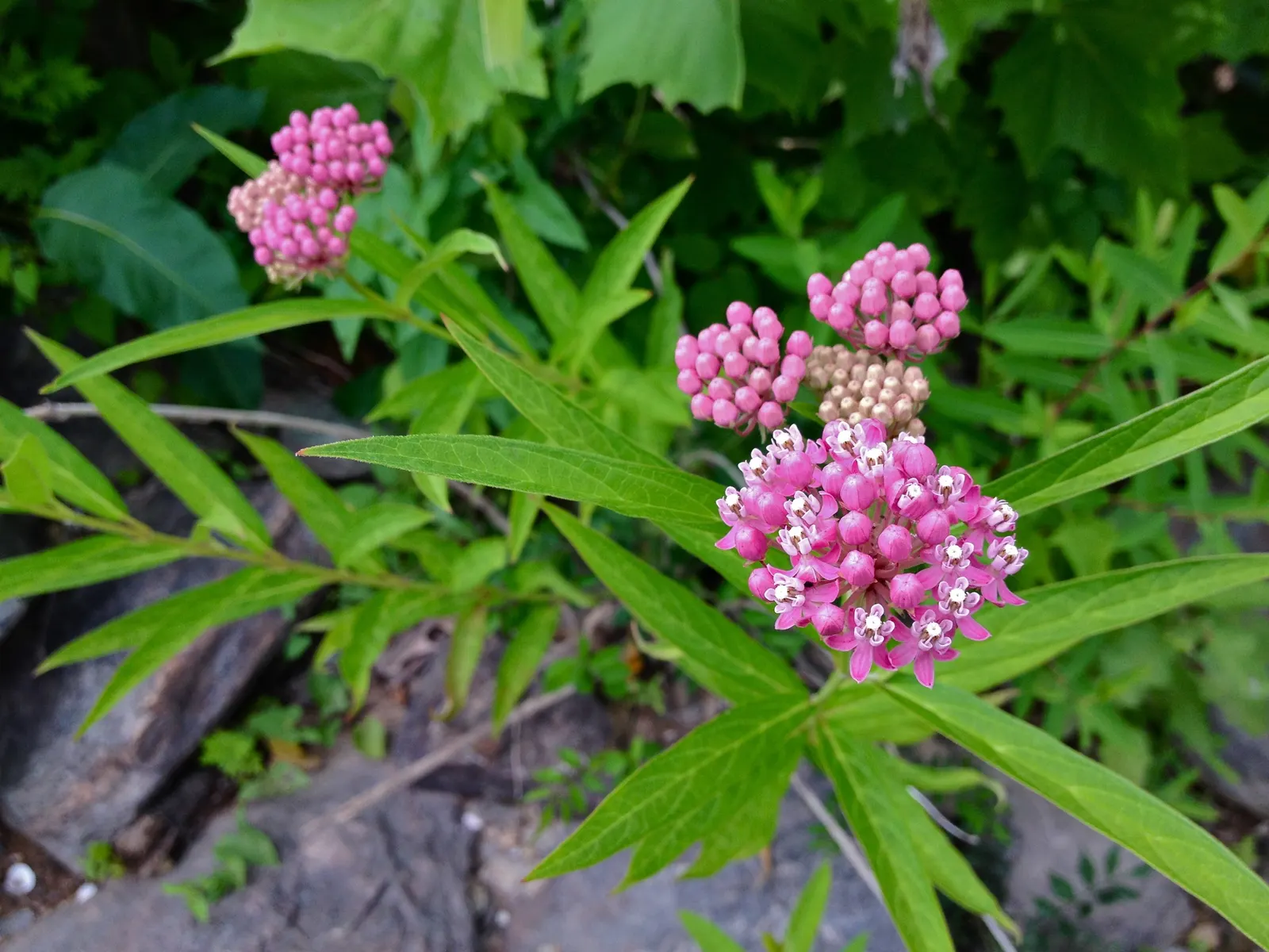 Red Milkweed (Asclepias Incarnata) — is a perennial prized for its vibrant pink to mauve clusters of flowers; is a charismatic perennial native to, image 106