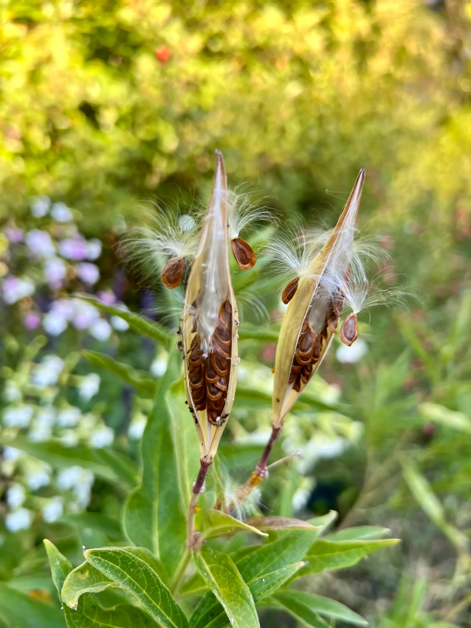 Red Milkweed (Asclepias Incarnata) — displaying lanceolate leaves that grow up to 6 inches long; it is uniquely adaptable to various moisture, image 92
