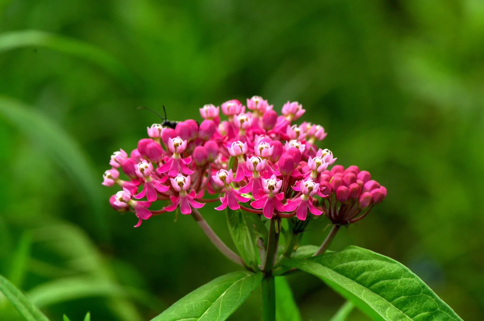 Red Milkweed (Asclepias Incarnata) — commonly known as Red Milkweed; reaching 3-4 feet in height, image 79