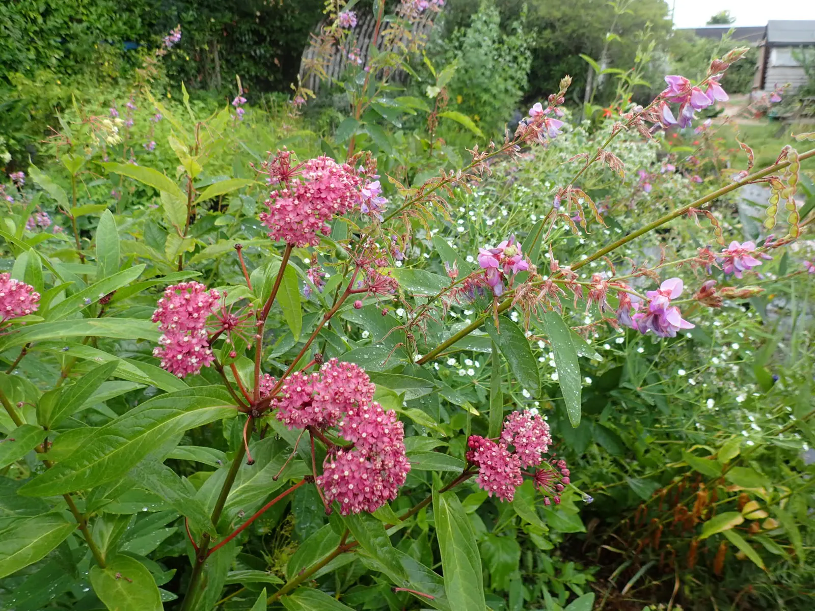 Red Milkweed (Asclepias Incarnata) — celebrated for its vibrant pink to mauve clusters of flowers that bloom from early summer through fall; which, image 116