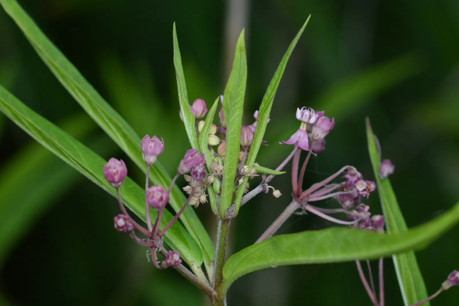 Red Milkweed (Asclepias Incarnata) — commonly known as Red Milkweed or Swamp Milkweed