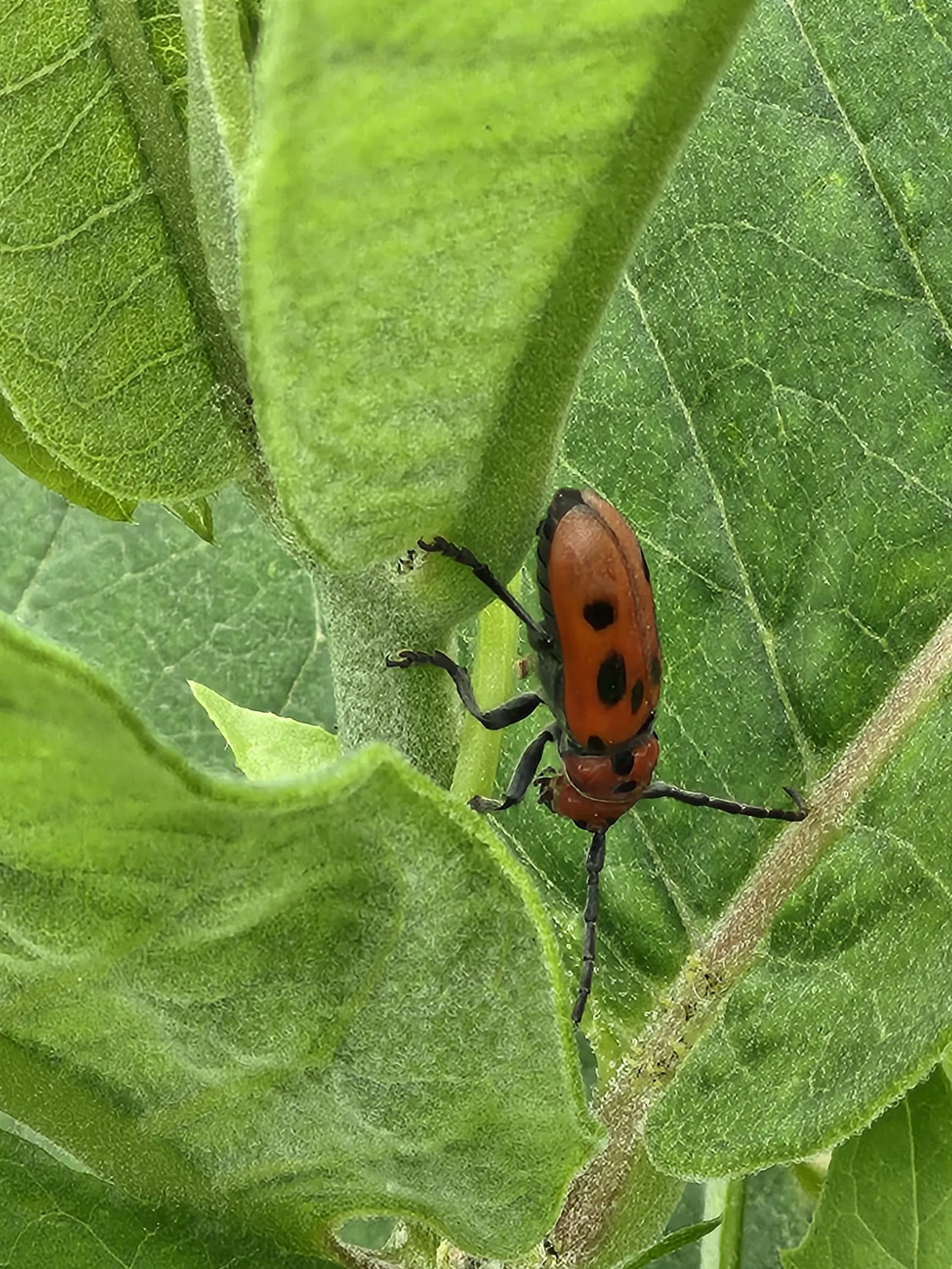 Red Milkweed (Asclepias Incarnata) — it thrives in full sun to partial shade; this upright plant typically reaches heights of 3 to 5 feet and, image 162