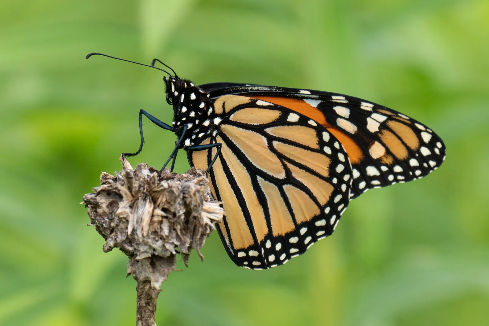 Red Milkweed (Asclepias Incarnata) — it thrives in full sun to partial shade; this upright plant typically reaches heights of 3 to 5 feet and, image 58
