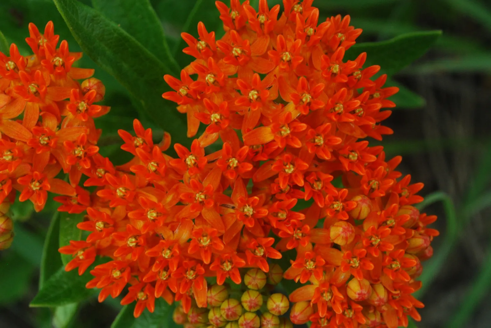 Red Milkweed (Asclepias Incarnata) — consider its ecological benefits and seasonal interest; displaying lanceolate leaves that grow up to 6 inches, image 125