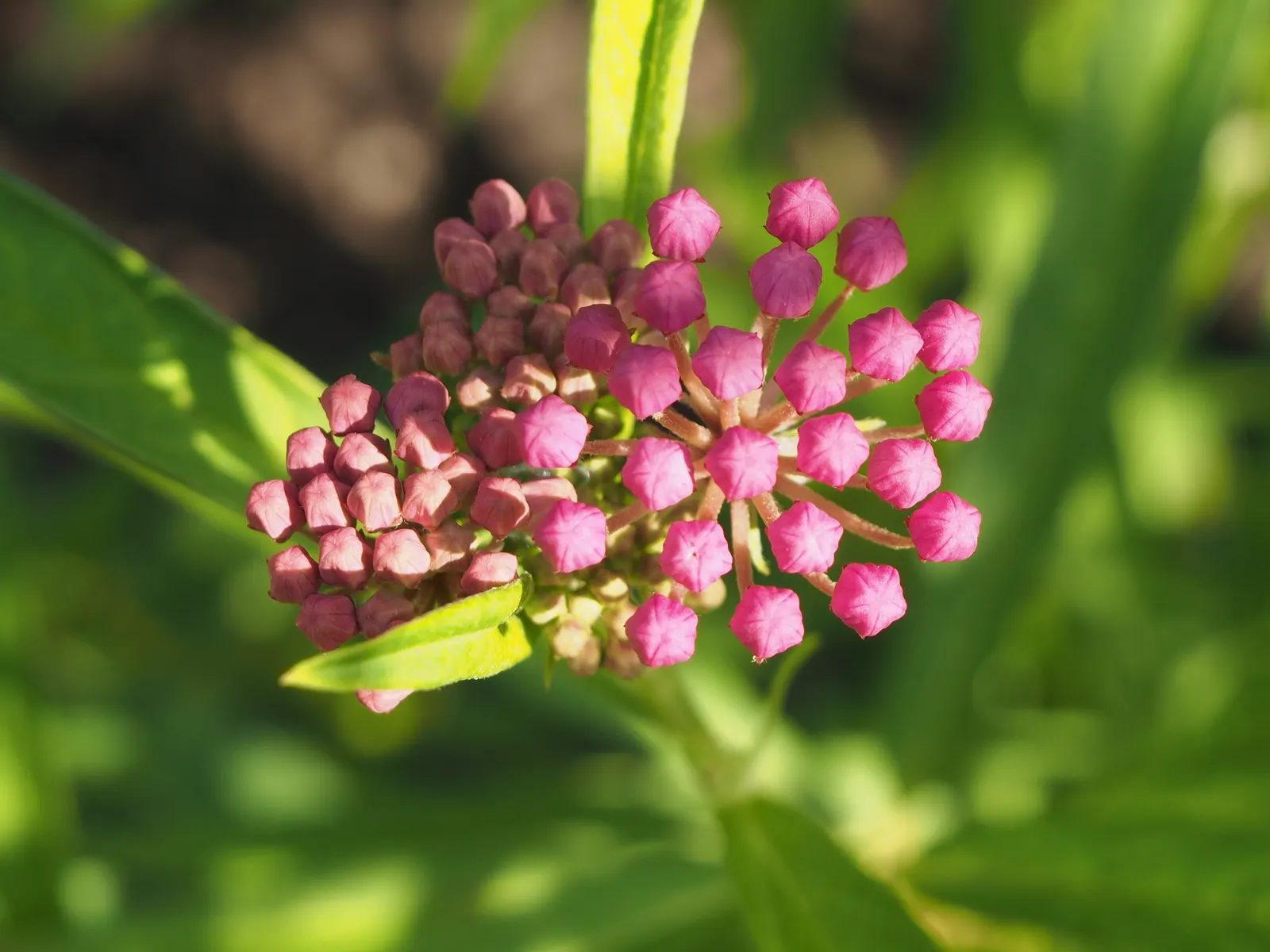 Red Milkweed (Asclepias Incarnata) — is a charismatic perennial native to North America; put it in a position where its showy flowers and, image 115