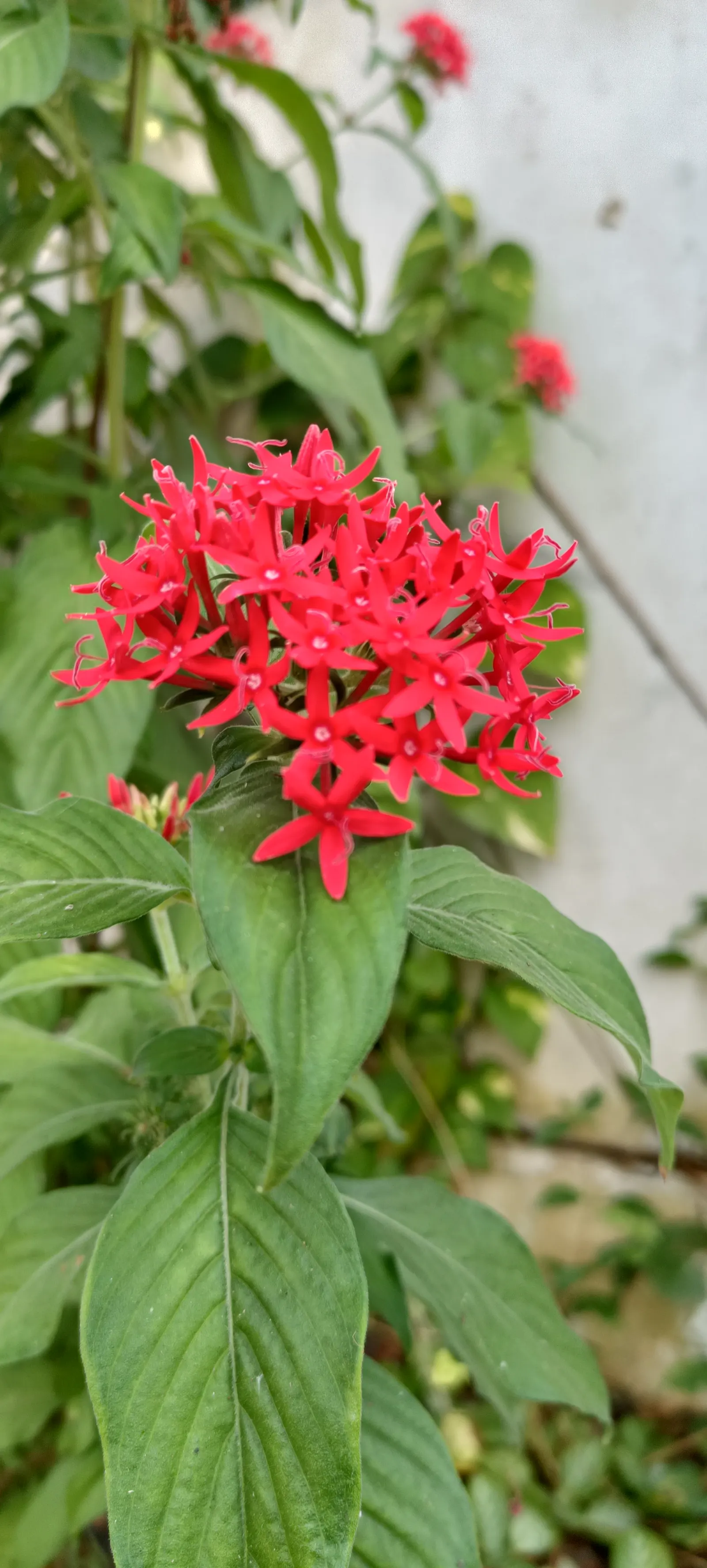 Red Milkweed (Asclepias Incarnata) — It is particularly noted as a larval host for the Monarch butterfly