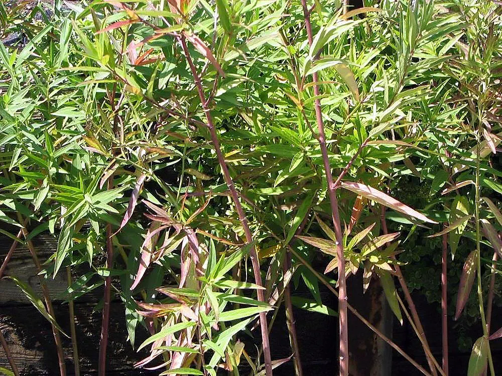 Red Milkweed (Asclepias Incarnata) — This plant is an excellent attractor of butterflies; commonly known as Red Milkweed
