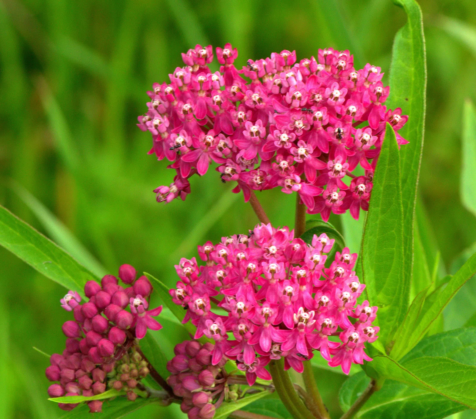 Red Milkweed (Asclepias Incarnata) — and provides vital habitat and food for their caterpillars