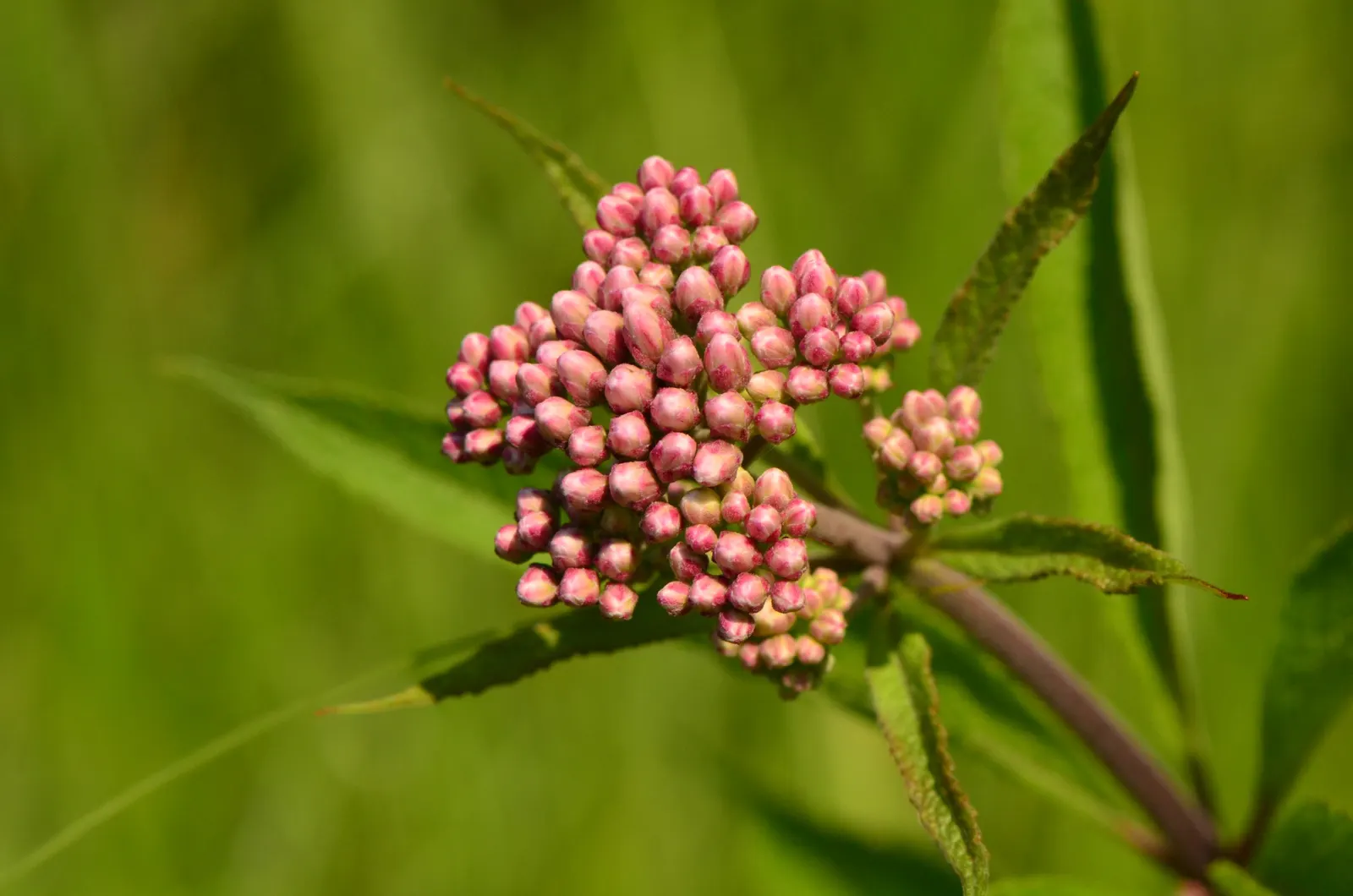 Red Milkweed (Asclepias Incarnata) — and provides vital habitat and food for their caterpillars; this plant is an excellent attractor of butterflies, image 87