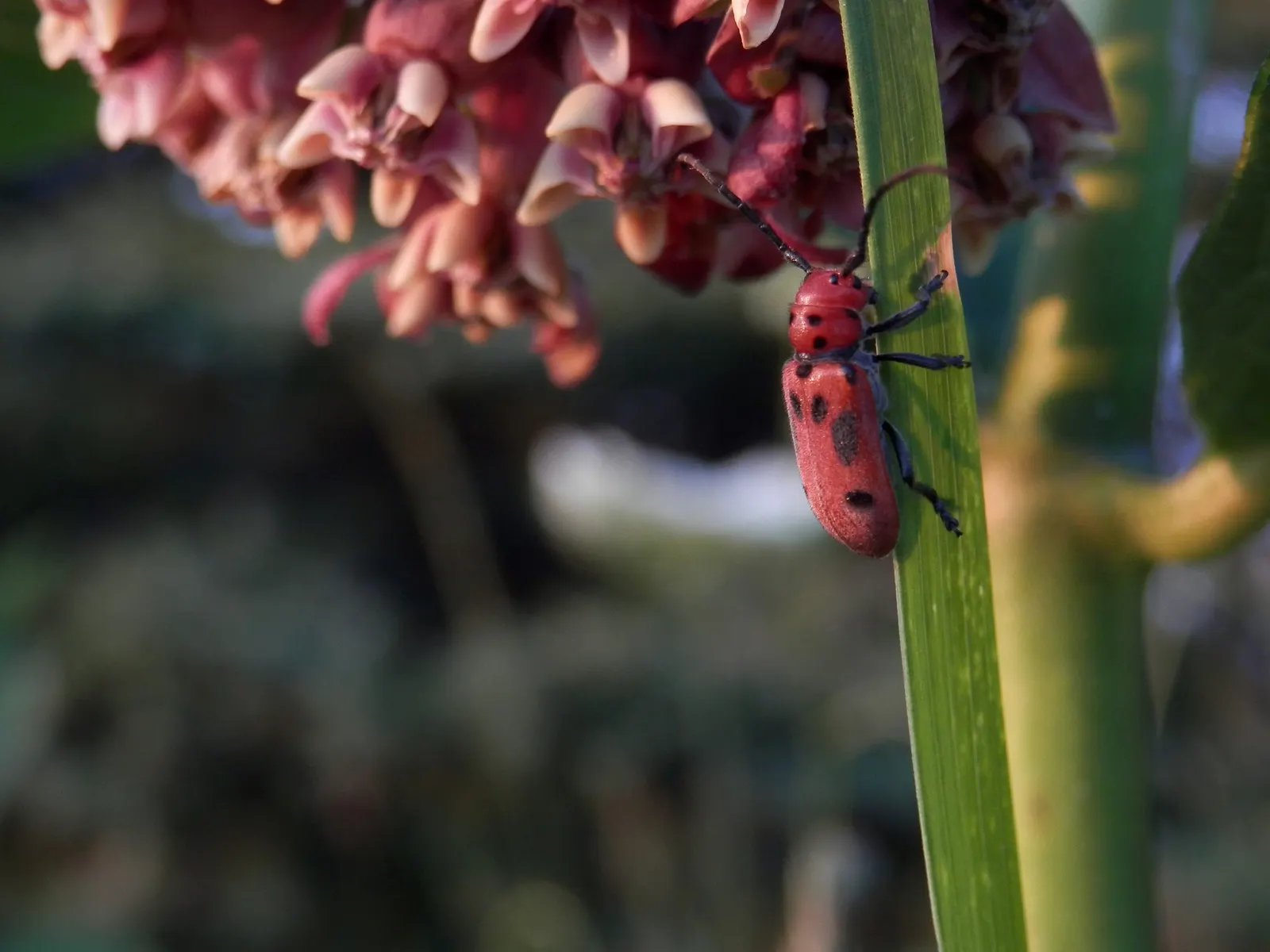 Red Milkweed (Asclepias Incarnata) — pink flowers in the garden; and provides vital habitat and food for their caterpillars