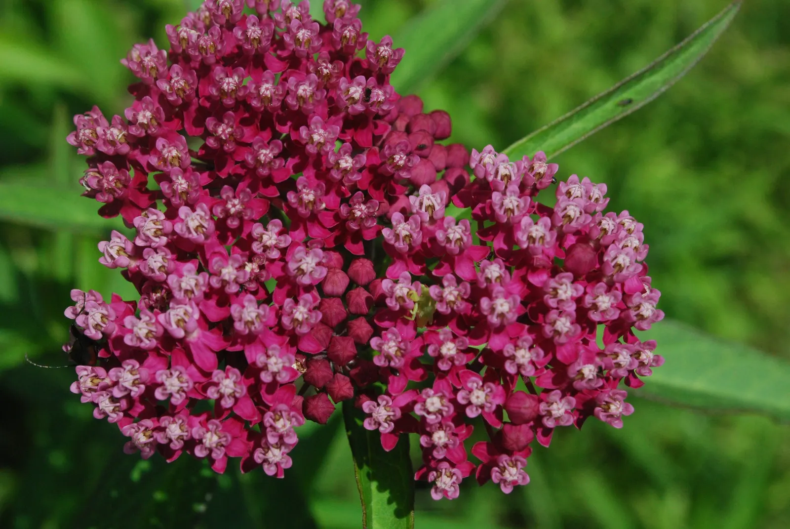 Red Milkweed (Asclepias Incarnata) — displaying lanceolate leaves that grow up to 6 inches long; it is uniquely adaptable to various moisture, image 66