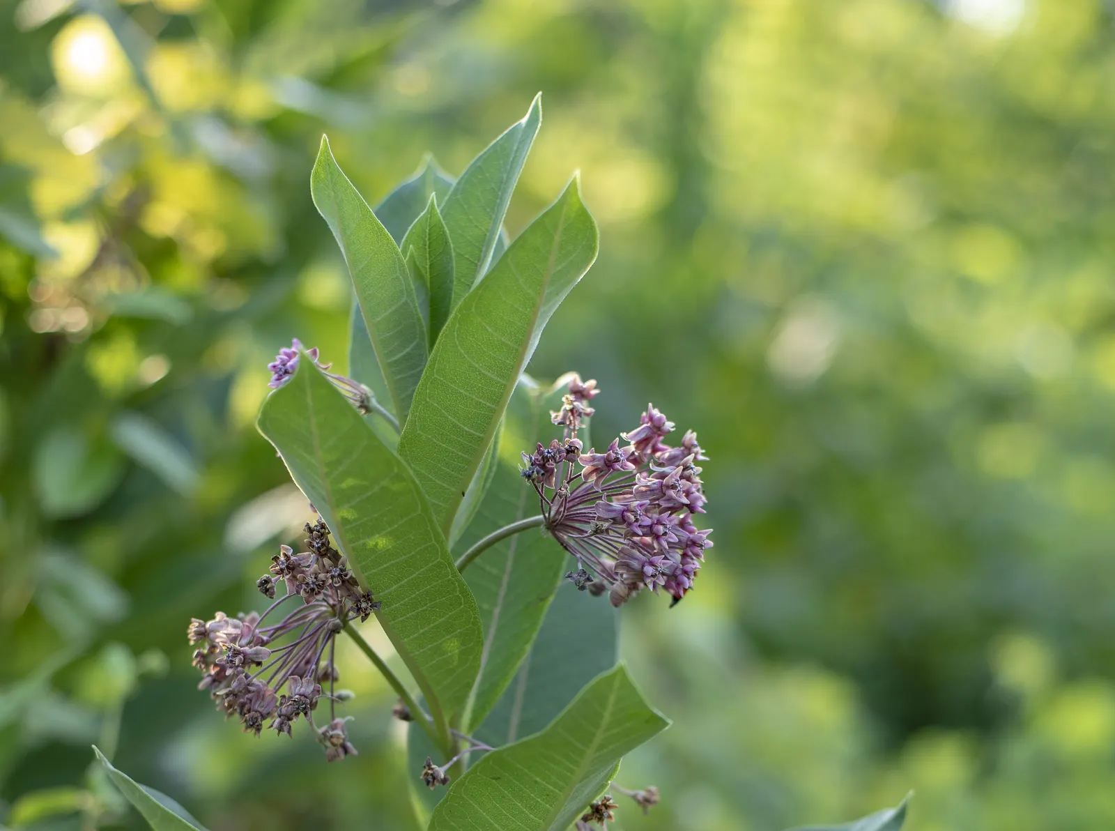 Red Milkweed (Asclepias Incarnata) — celebrated for its vibrant pink to mauve clusters of flowers that bloom from early summer through fall; which, image 142