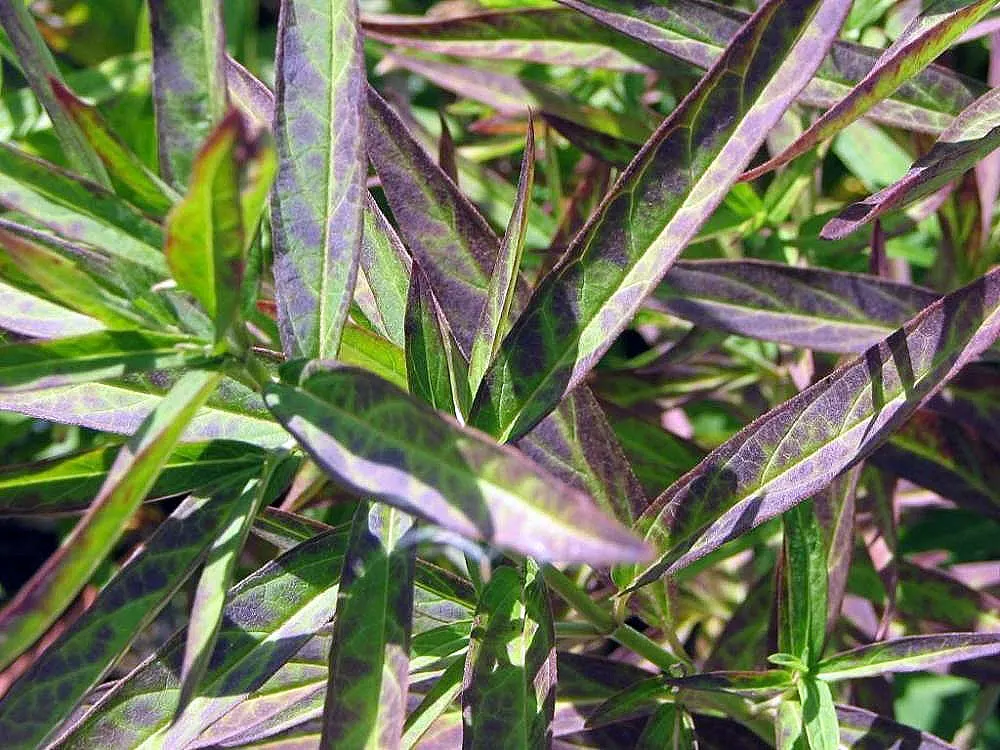 Red Milkweed (Asclepias Incarnata) — preferring moist to wet soils; and can even endure occasional flooding, image 59
