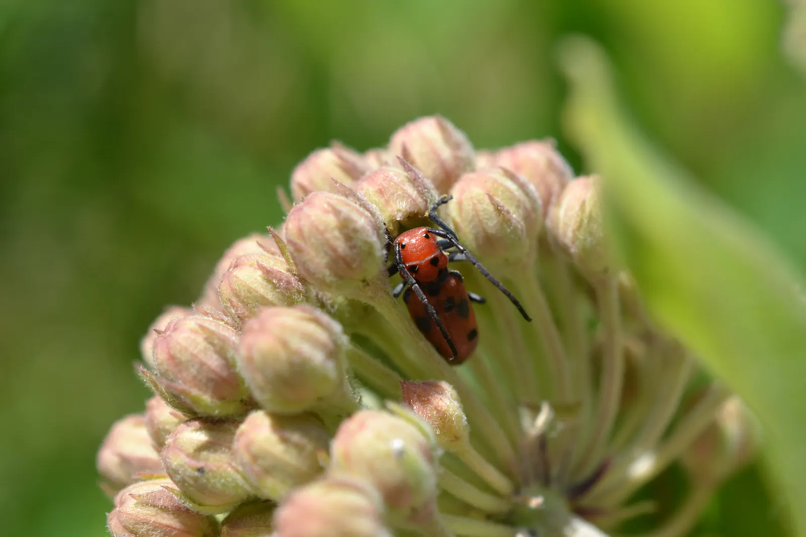Red Milkweed (Asclepias Incarnata) — It is uniquely adaptable to various moisture conditions; celebrated for its vibrant pink to mauve clusters of, image 147