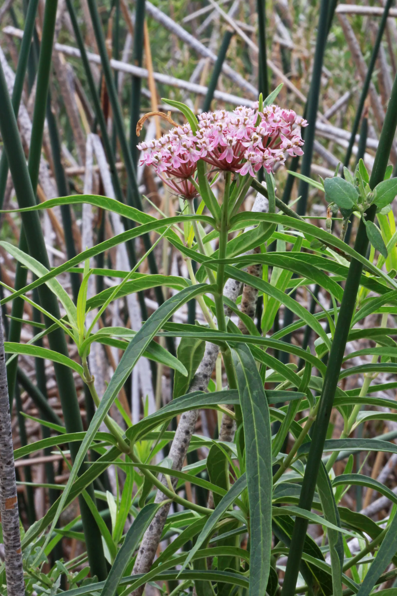 Red Milkweed (Asclepias Incarnata) — perennial for full or half; ensuring it becomes both an aesthetic focal point and an ecological asset in your client's