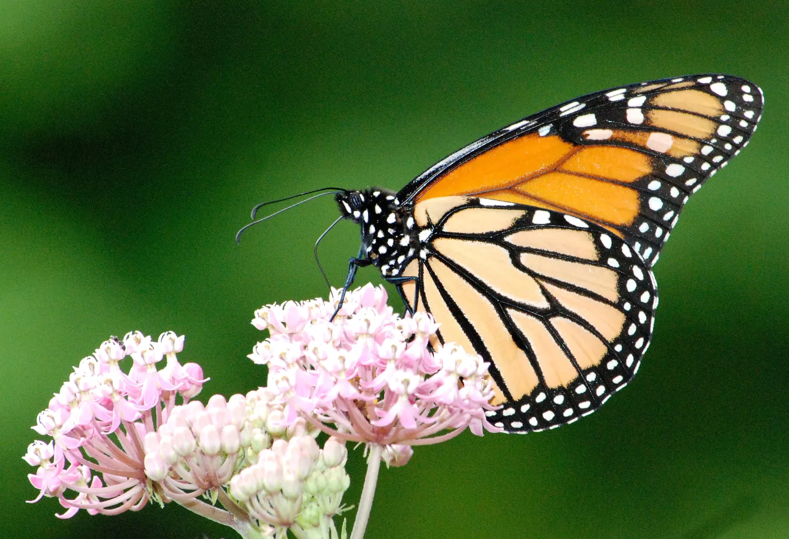 Red Milkweed (Asclepias Incarnata) — serving as an attractive food source for a wide range of pollinators; pink flowers in the garden, image 93