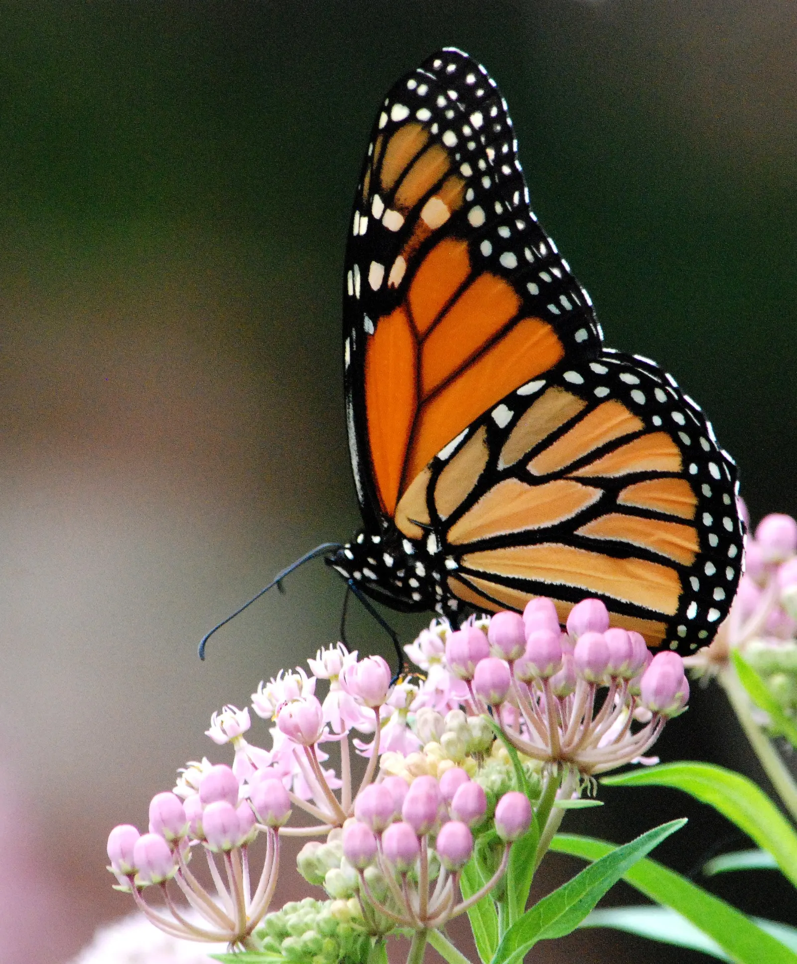 Red Milkweed (Asclepias Incarnata) — it thrives in full sun to partial shade; this upright plant typically reaches heights of 3 to 5 feet and, image 136