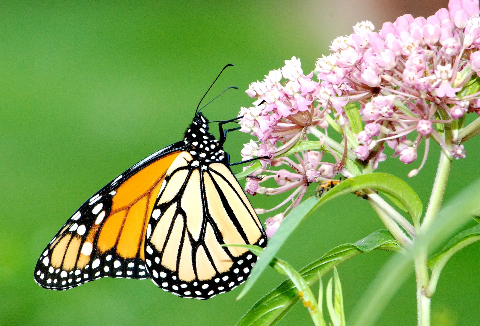 Red Milkweed (Asclepias Incarnata) — celebrated for its vibrant pink to mauve clusters of flowers that bloom from early summer through fall