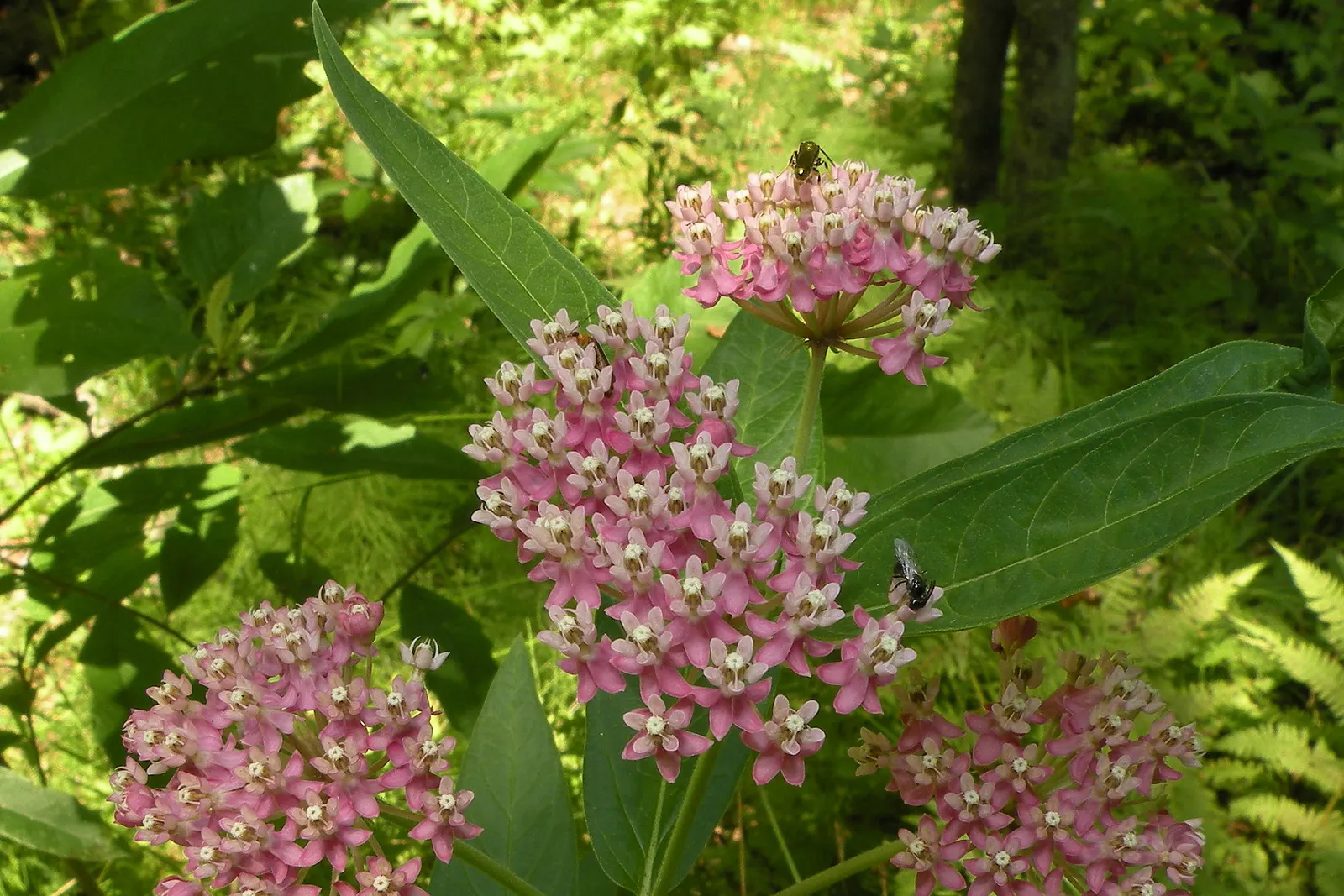 Red Milkweed (Asclepias Incarnata) — commonly known as Red Milkweed or Swamp Milkweed; serving as an attractive food source for a wide range of, image 62