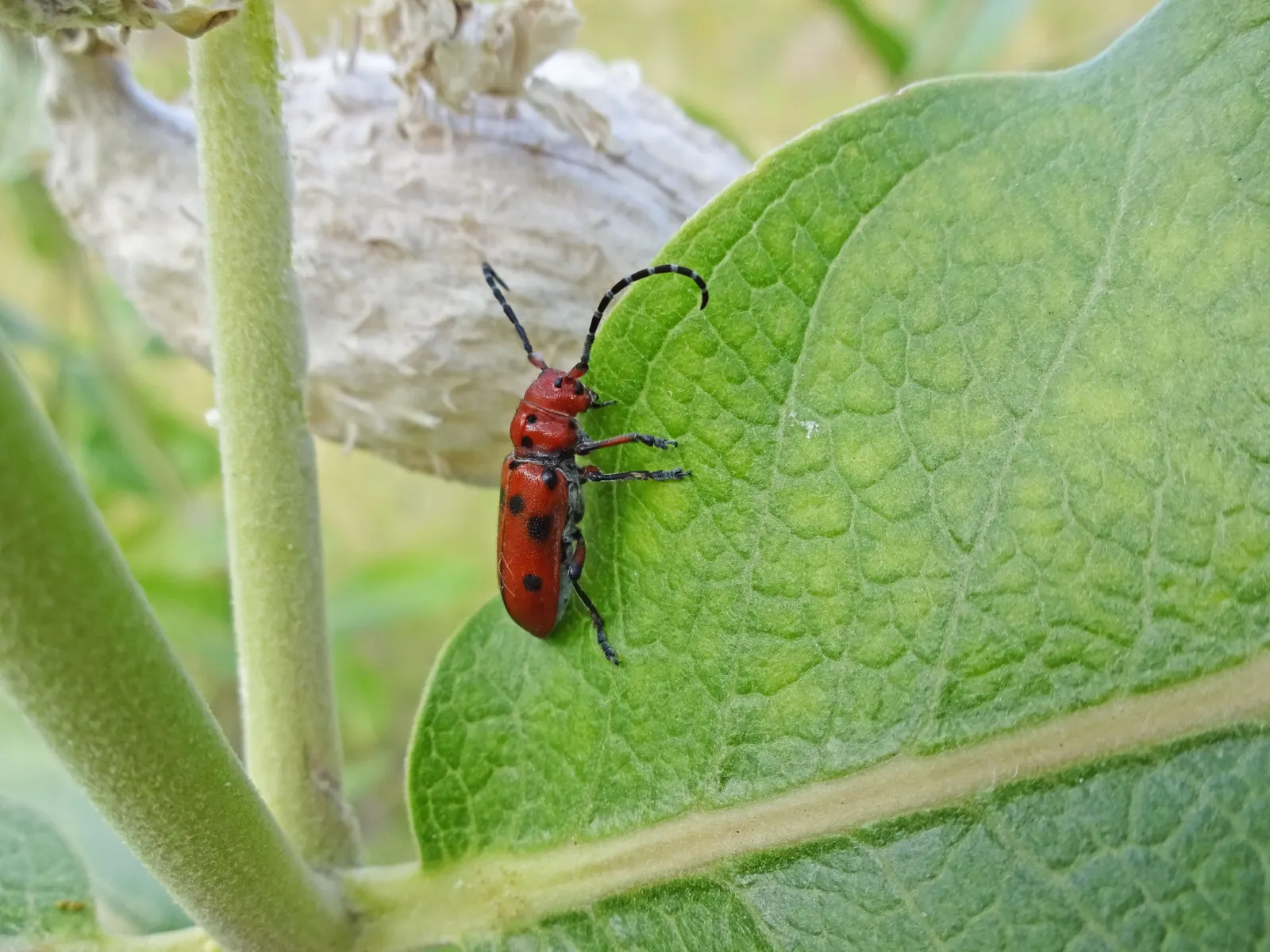 Red Milkweed (Asclepias Incarnata) — and provides vital habitat and food for their caterpillars; this plant is an excellent attractor of butterflies