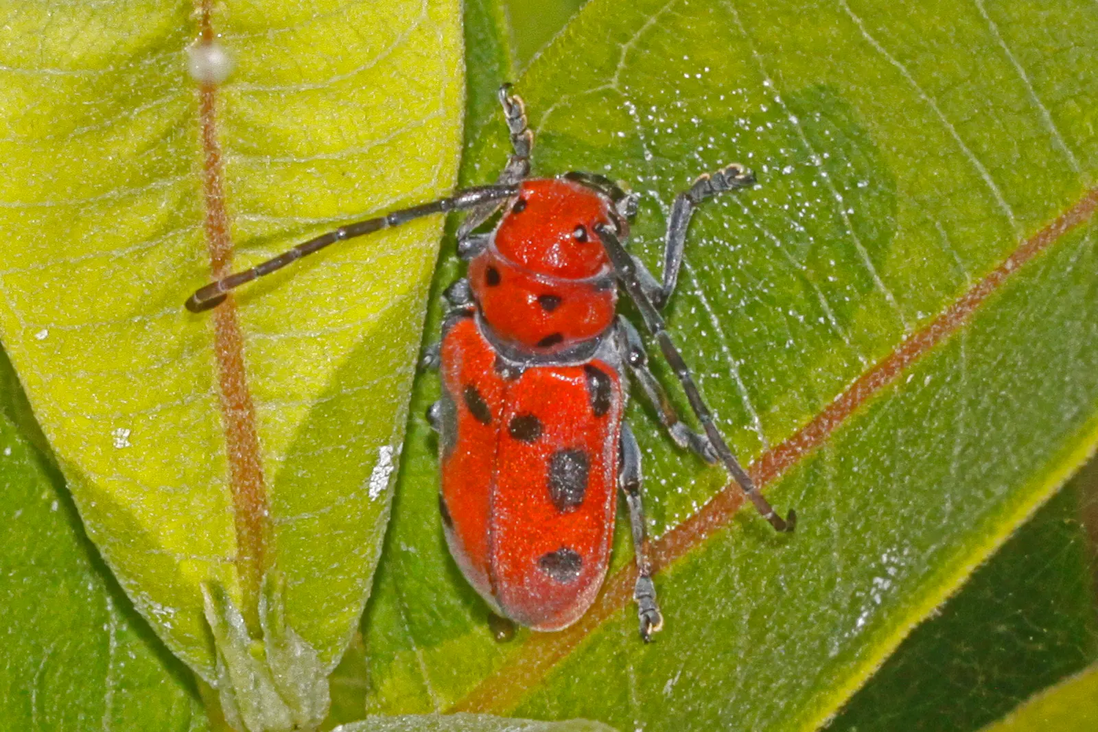 Red Milkweed (Asclepias Incarnata) — commonly known as Red Milkweed or Swamp Milkweed; serving as an attractive food source for a wide range of, image 166