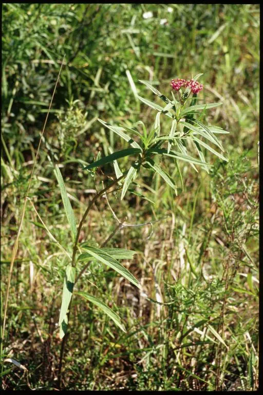 Red Milkweed (Asclepias Incarnata) — it tolerates both average and moist soils; perennial for full or half, image 149