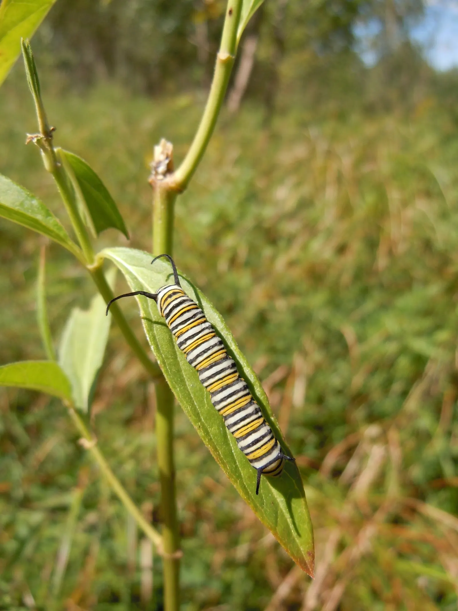 Red Milkweed (Asclepias Incarnata) — This upright plant typically reaches heights of 3 to 5 feet and spreads about 2 to 3 feet wide; commonly known as Red