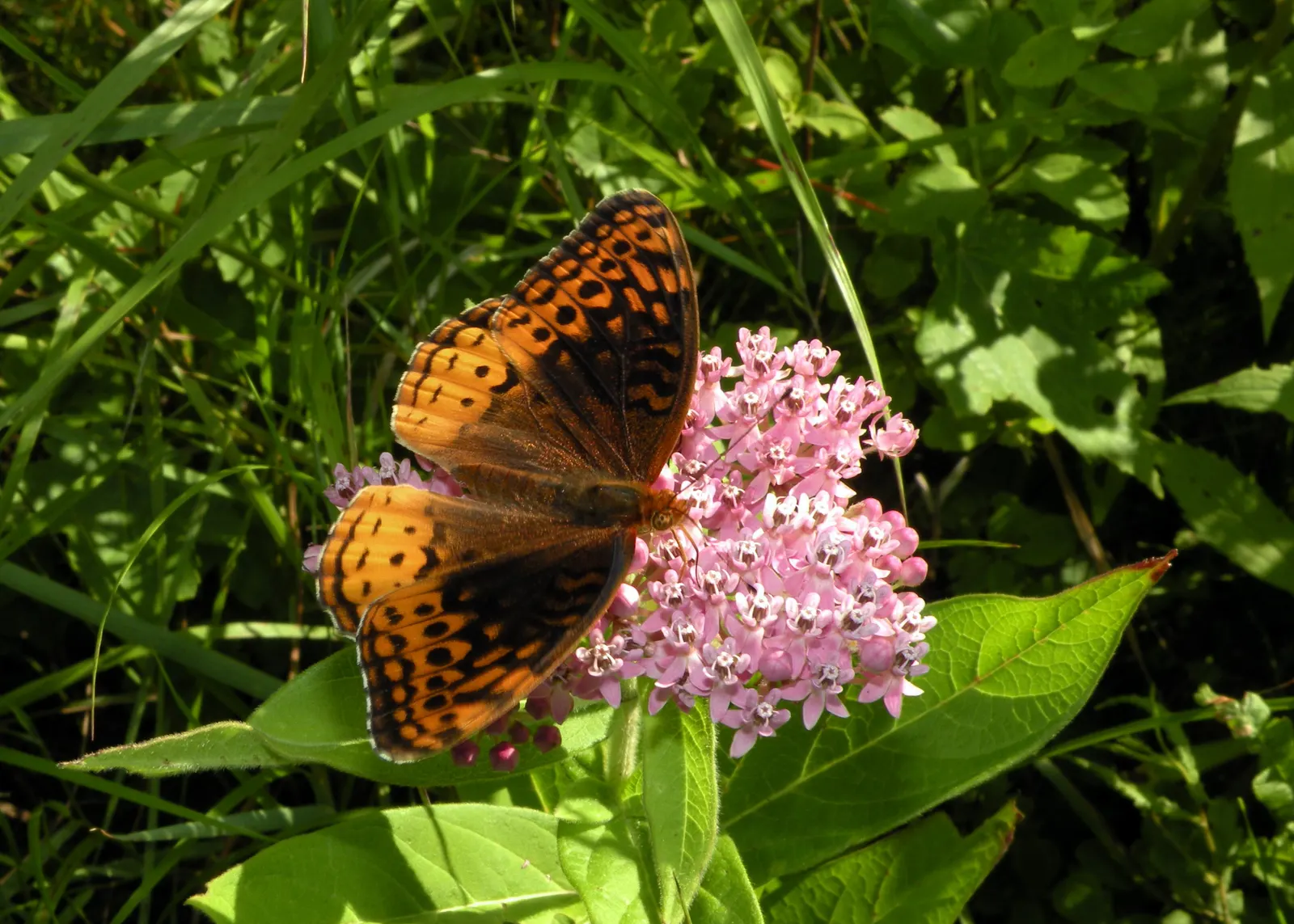Red Milkweed (Asclepias Incarnata) — displaying lanceolate leaves that grow up to 6 inches long; it is uniquely adaptable to various moisture, image 170