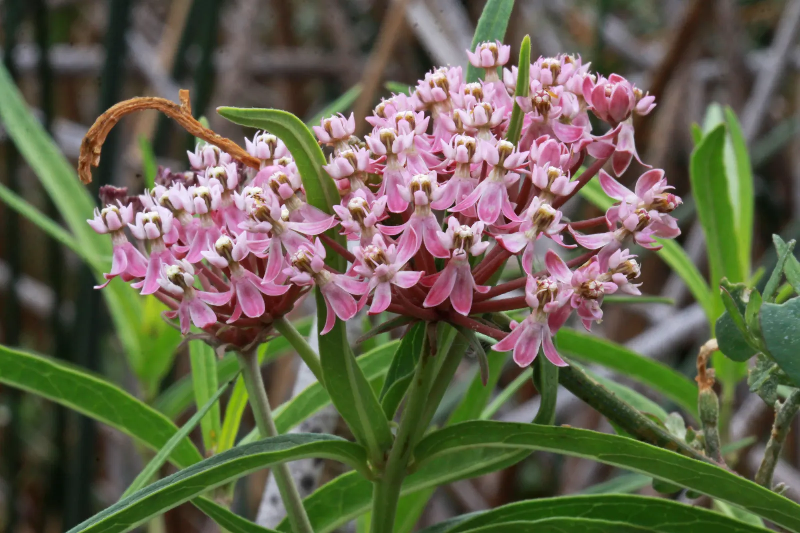 Red Milkweed (Asclepias Incarnata) — is a charismatic perennial native to North America; put it in a position where its showy flowers and, image 63