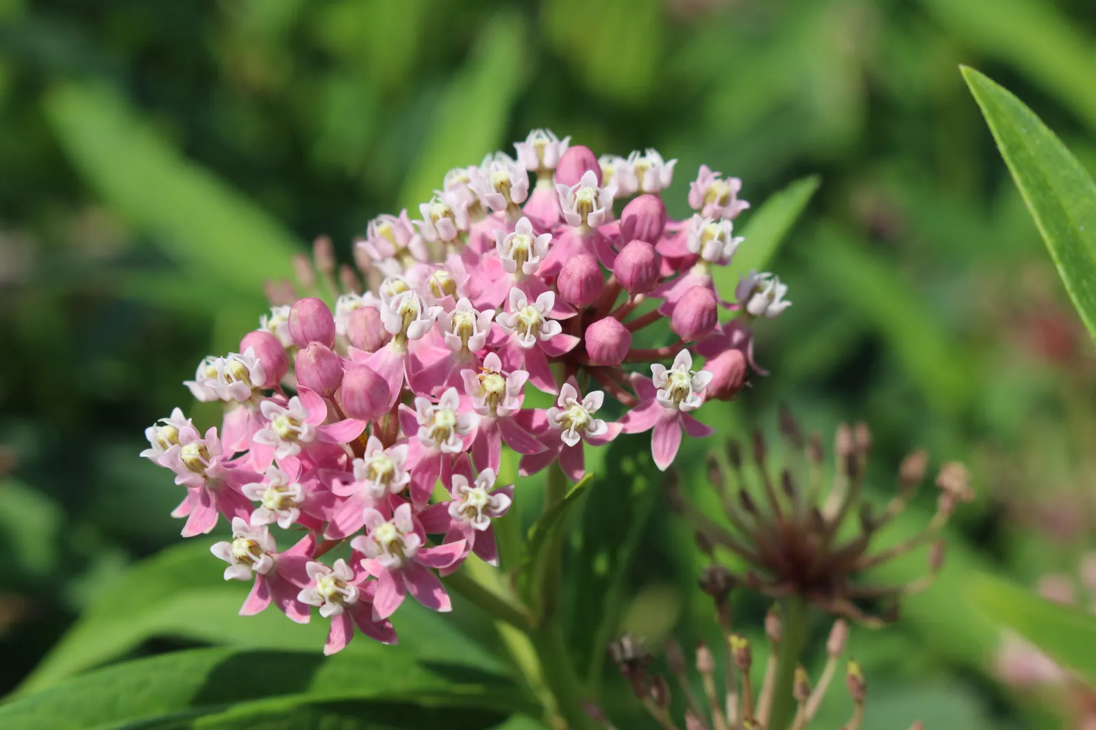 Red Milkweed (Asclepias Incarnata) — displaying lanceolate leaves that grow up to 6 inches long; it is uniquely adaptable to various moisture, image 118