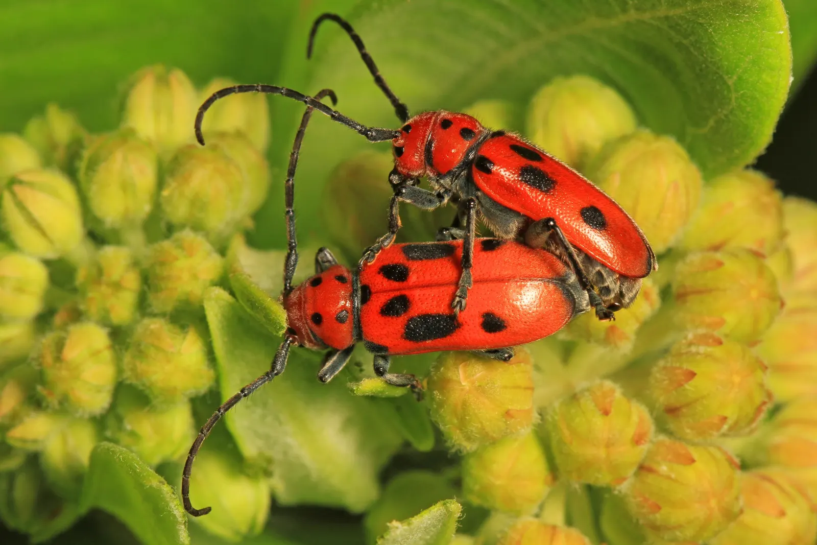 Red Milkweed (Asclepias Incarnata) — serving as an attractive food source for a wide range of pollinators; pink flowers in the garden, image 145