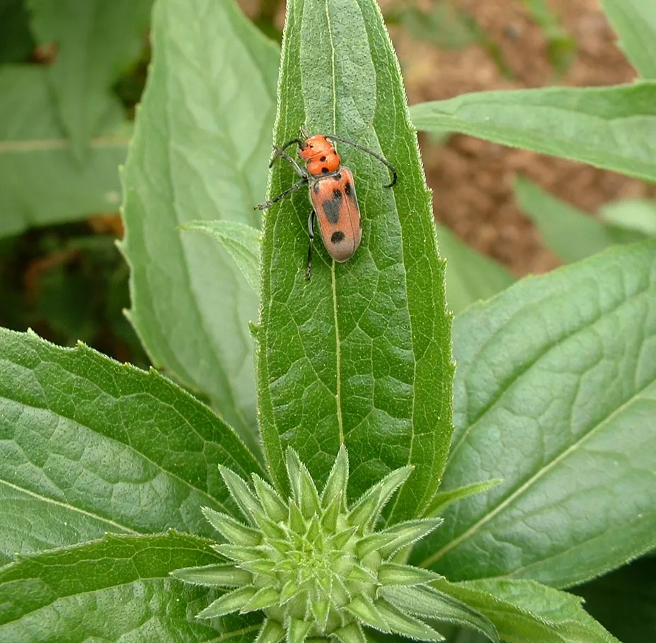 Red Milkweed (Asclepias Incarnata) — pink flowers in the garden