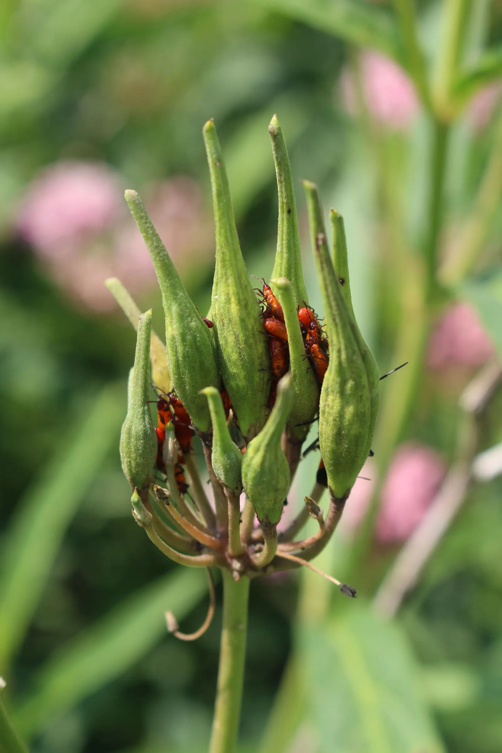 Red Milkweed (Asclepias Incarnata) — with a spread of 2-3 feet; it thrives in full sun to partial shade