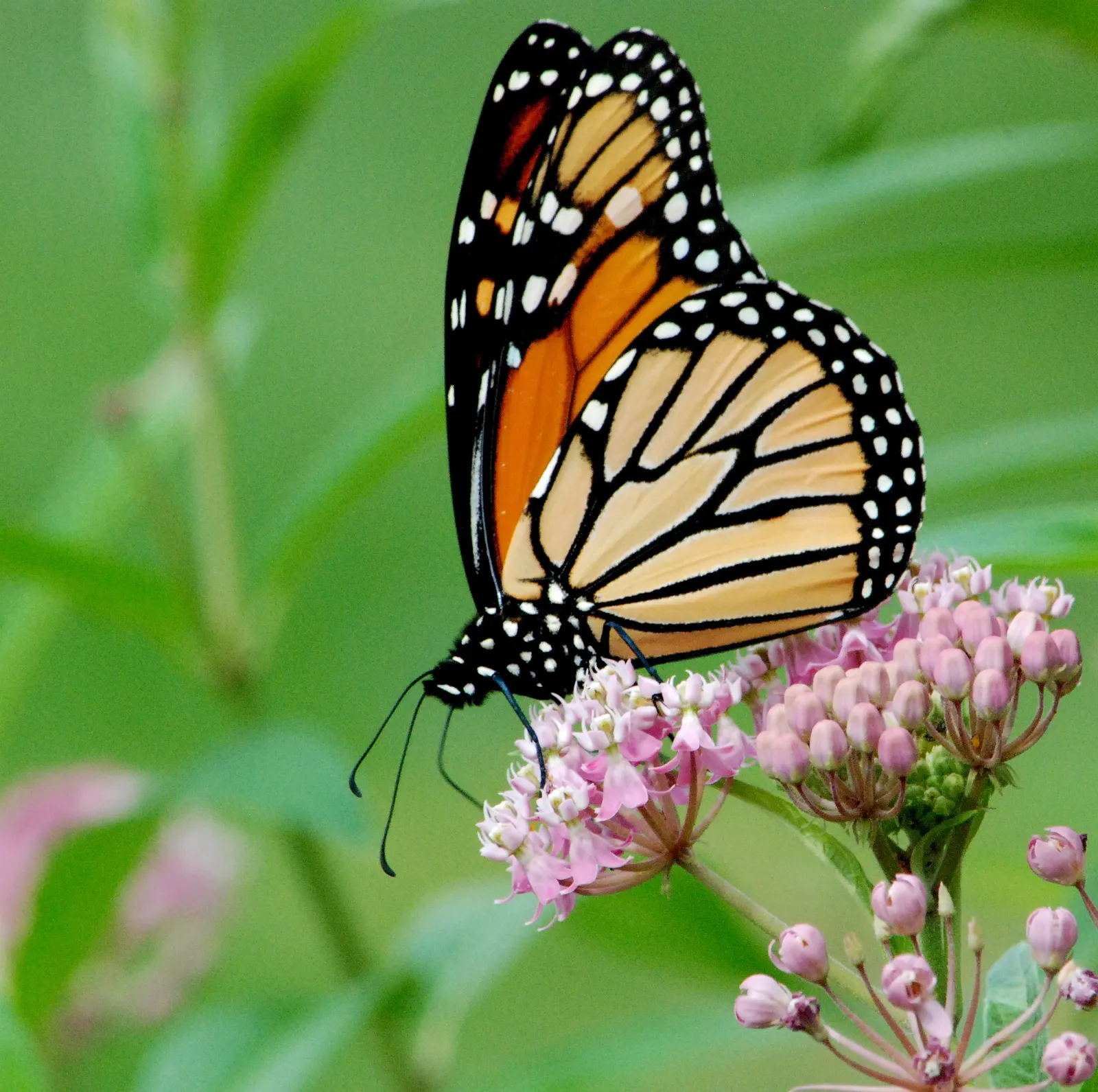 Red Milkweed (Asclepias Incarnata) — is a charismatic perennial native to North America; put it in a position where its showy flowers and, image 167