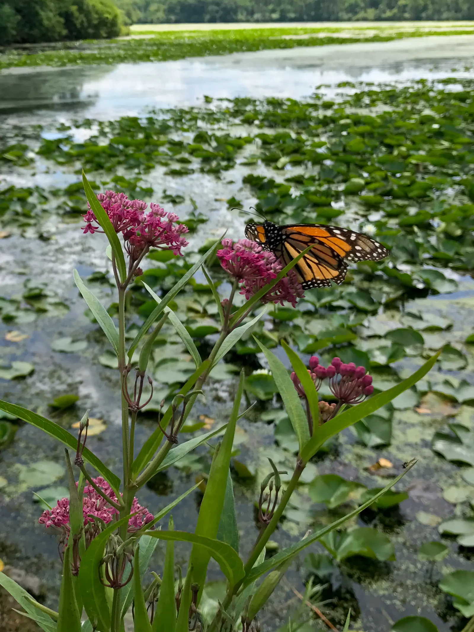 Red Milkweed (Asclepias Incarnata) — ensuring it becomes both an aesthetic focal point and an ecological asset in your client's garden; is a, image 101