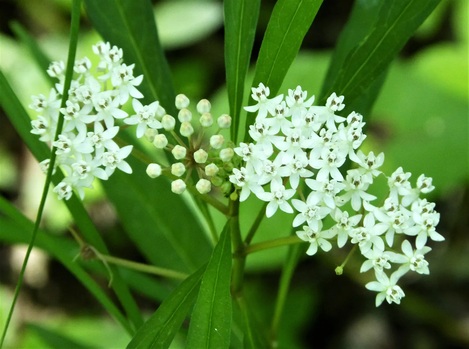 Red Milkweed (Asclepias Incarnata) — perennial with pink blooms