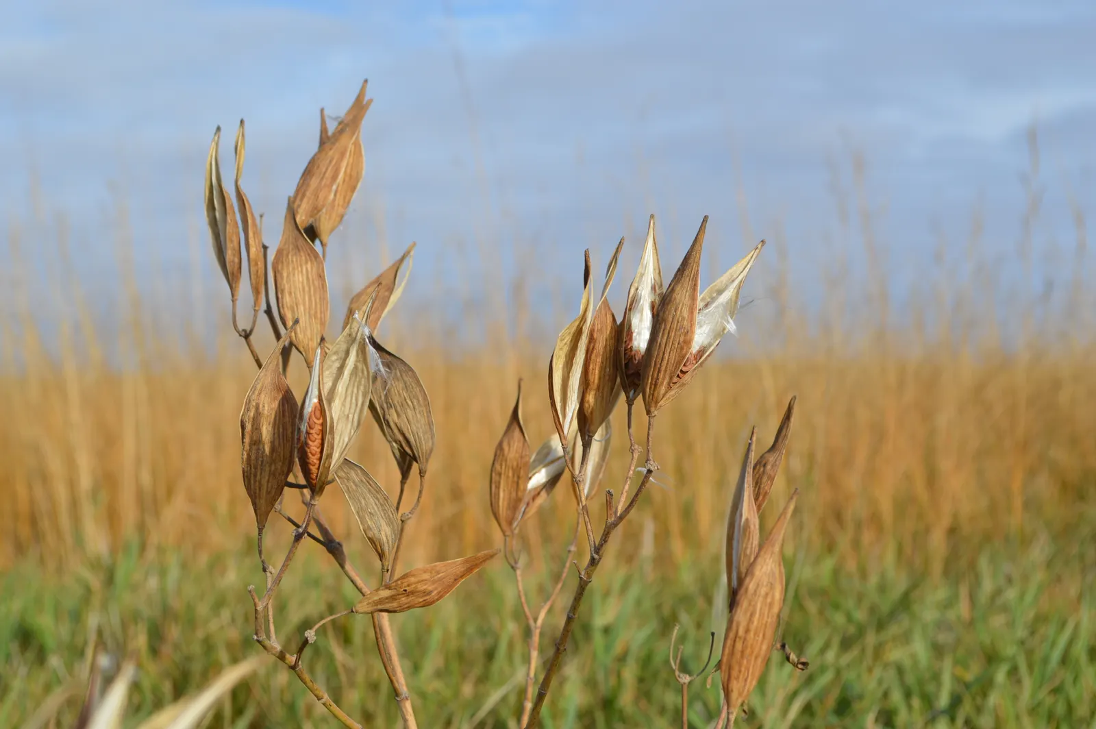 Red Milkweed (Asclepias Incarnata) — is a charismatic perennial native to North America