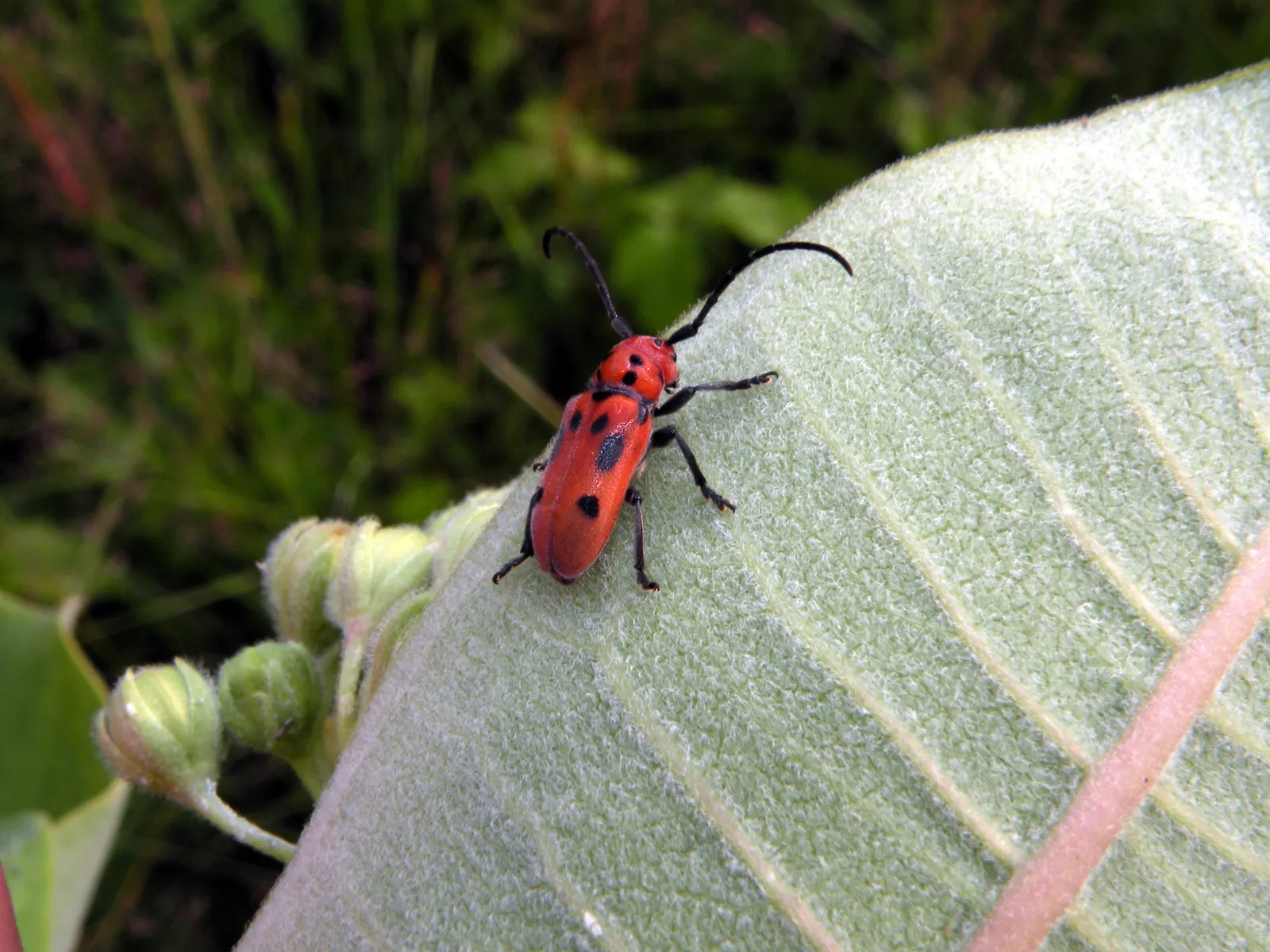 Red Milkweed (Asclepias Incarnata) — It is particularly noted as a larval host for the Monarch butterfly; with a spread of 2-3 feet, image 68