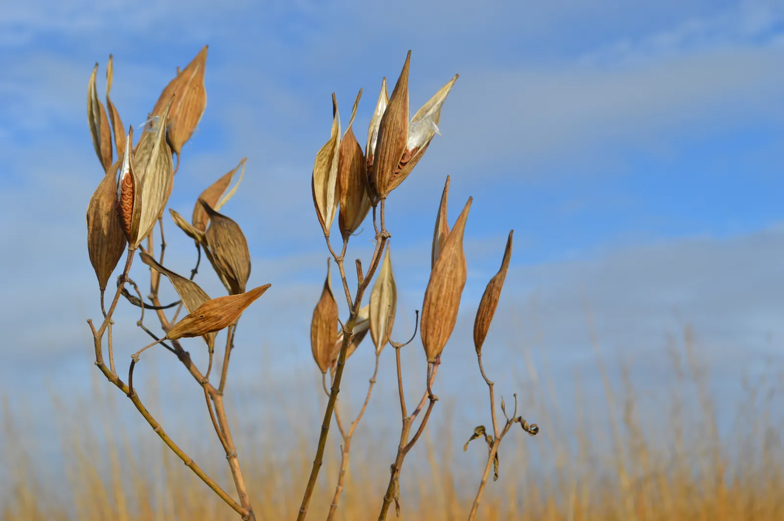 Red Milkweed (Asclepias Incarnata) — perennial for full or half; ensuring it becomes both an aesthetic focal point and an ecological asset in your, image 78