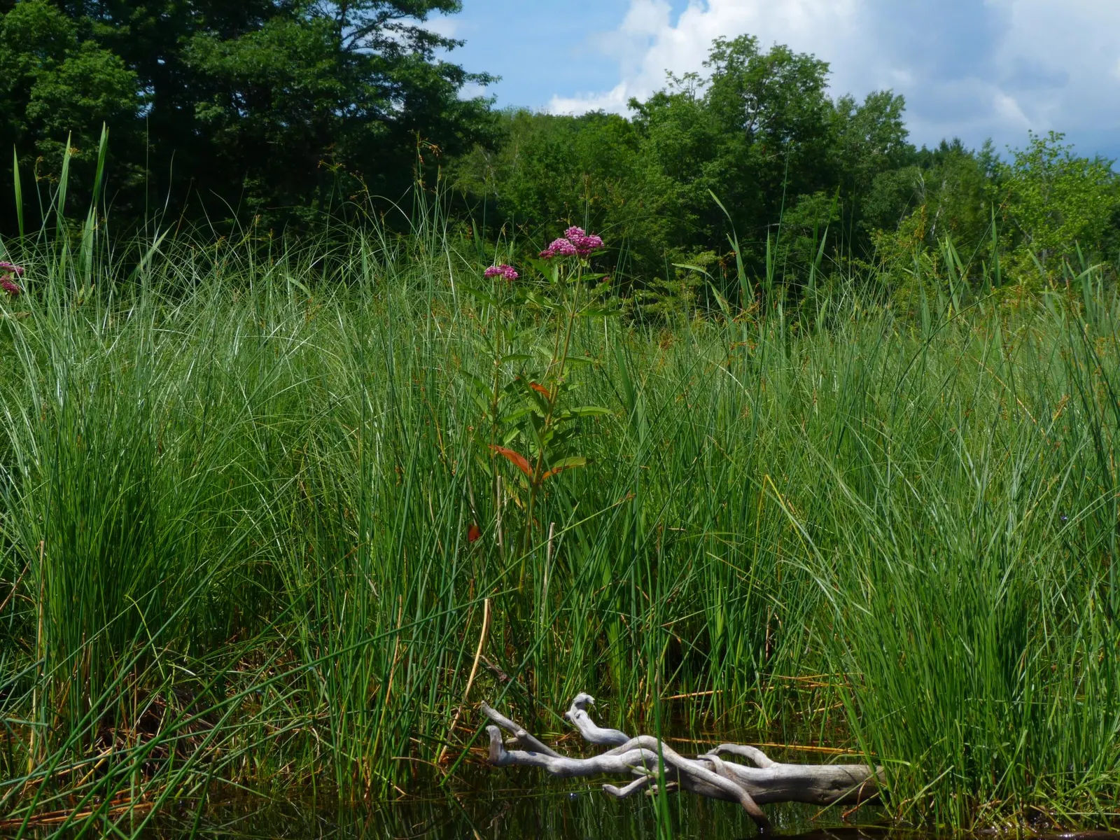 Red Milkweed (Asclepias Incarnata) — This upright plant typically reaches heights of 3 to 5 feet and spreads about 2 to 3 feet wide; commonly known, image 143