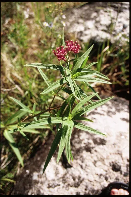 Red Milkweed (Asclepias Incarnata) — perennial for full or half; ensuring it becomes both an aesthetic focal point and an ecological asset in your, image 130