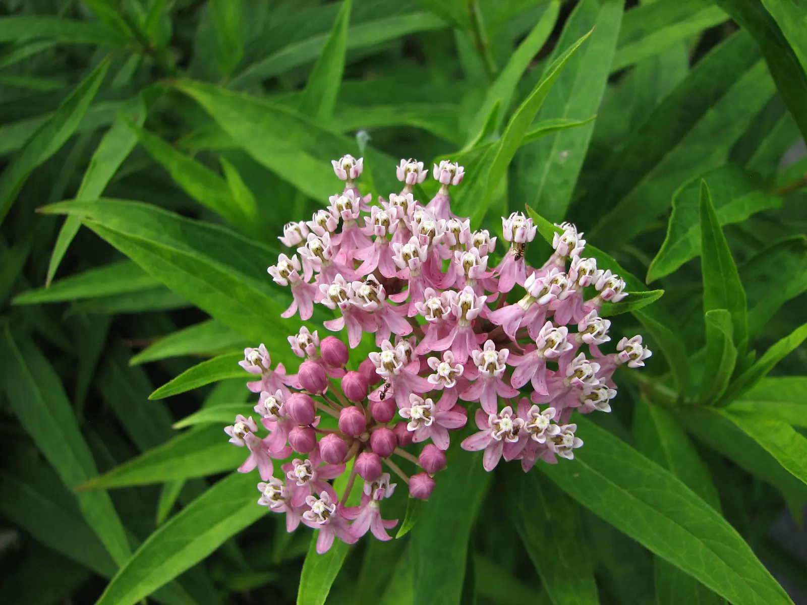 Red Milkweed (Asclepias Incarnata) — This upright plant typically reaches heights of 3 to 5 feet and spreads about 2 to 3 feet wide; commonly known, image 91