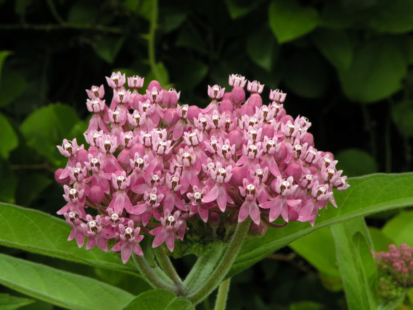 Red Milkweed (Asclepias Incarnata) — perennial with pink blooms; it is particularly noted as a larval host for the Monarch butterfly, image 77