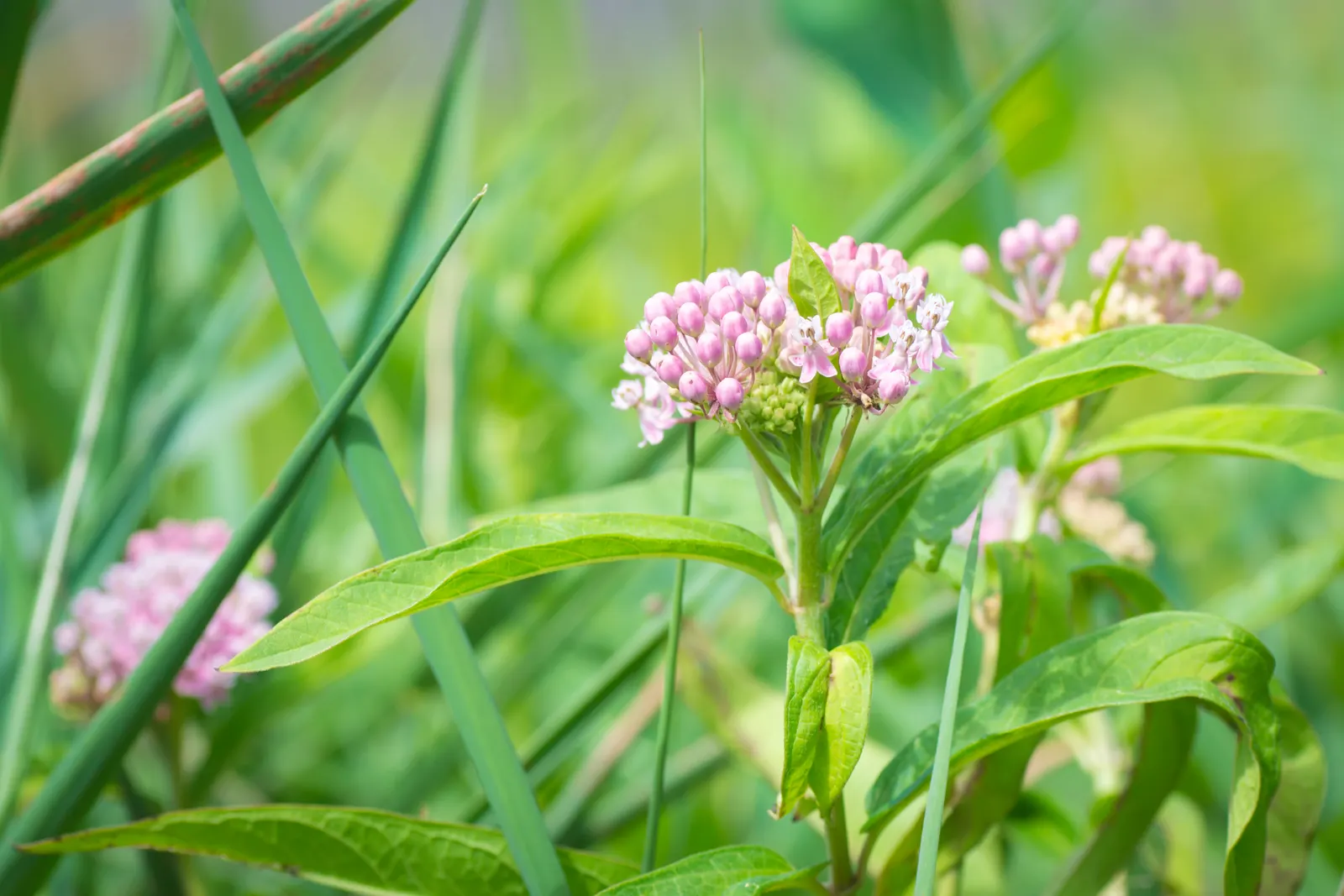 Red Milkweed (Asclepias Incarnata) — Put it in a position where its showy flowers and associated wildlife can be observed and enjoyed; consider its, image 74