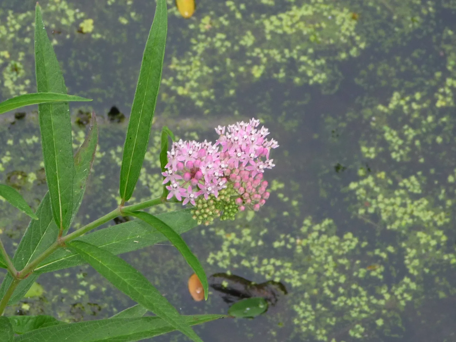 Red Milkweed (Asclepias Incarnata) — with a spread of 2-3 feet; it thrives in full sun to partial shade, image 109