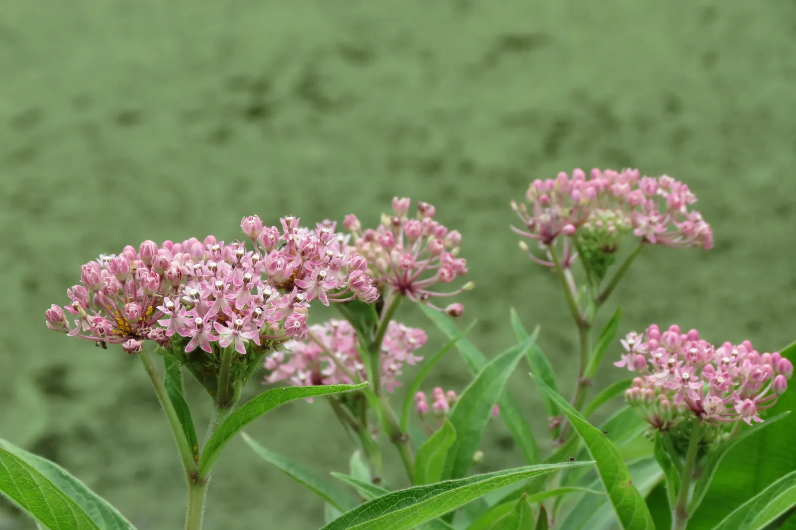 Red Milkweed (Asclepias Incarnata) — perennial with pink blooms; it is particularly noted as a larval host for the Monarch butterfly, image 129