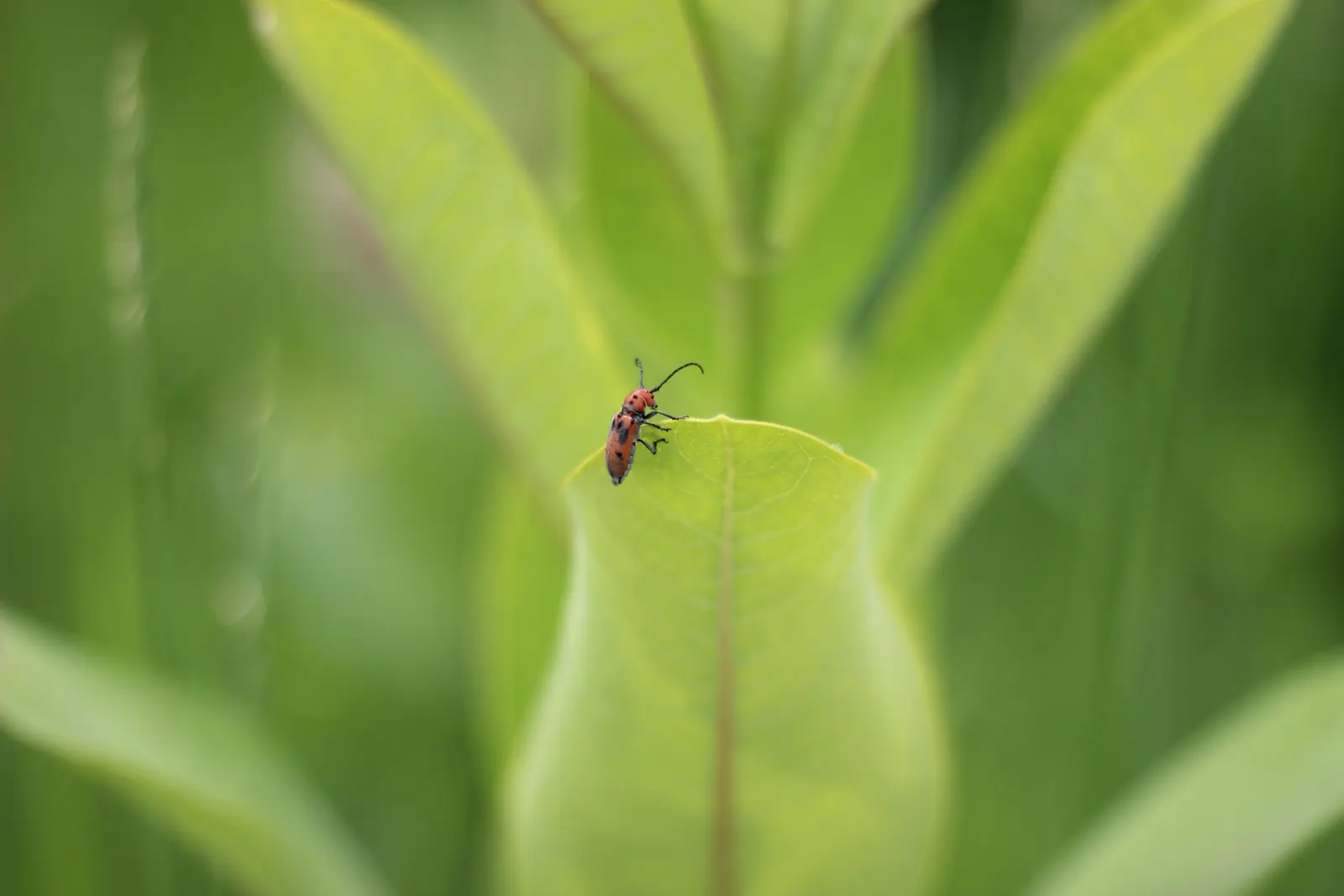 Red Milkweed (Asclepias Incarnata) — consider its ecological benefits and seasonal interest; displaying lanceolate leaves that grow up to 6 inches, image 151