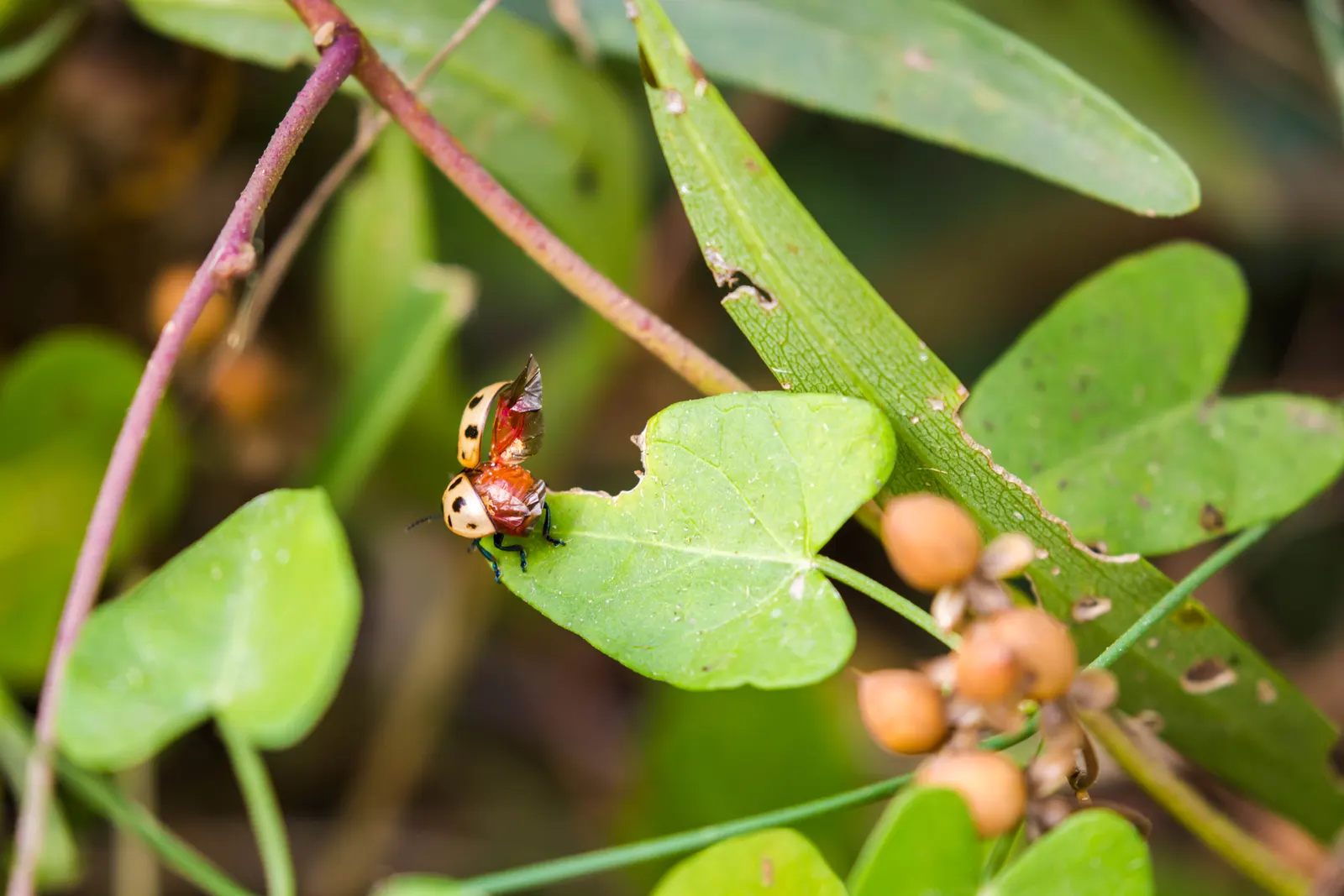 Red Milkweed (Asclepias Incarnata) — This plant is an excellent attractor of butterflies; commonly known as Red Milkweed, image 86